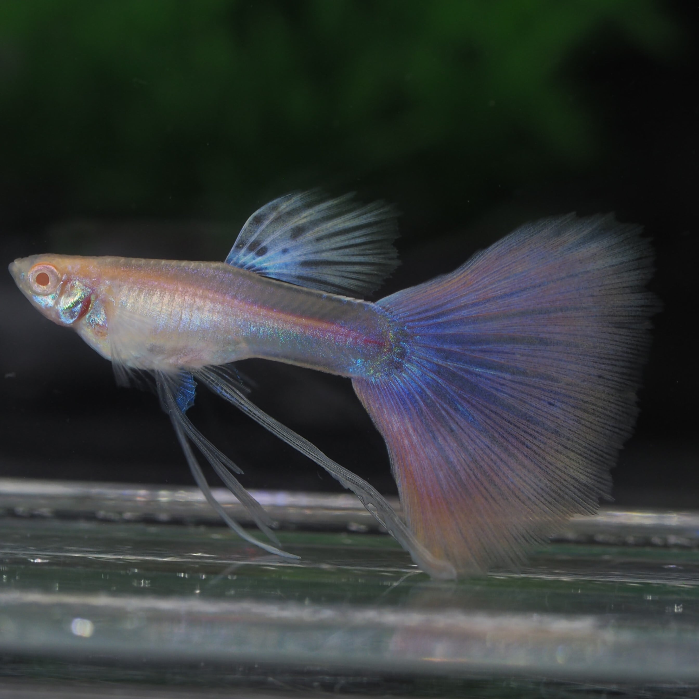 RREA・レッドレースコブラ 1ペア