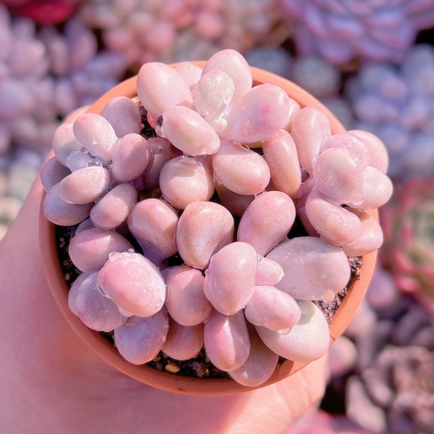 多肉植物　桃卵　5頭　新入荷　るる農園