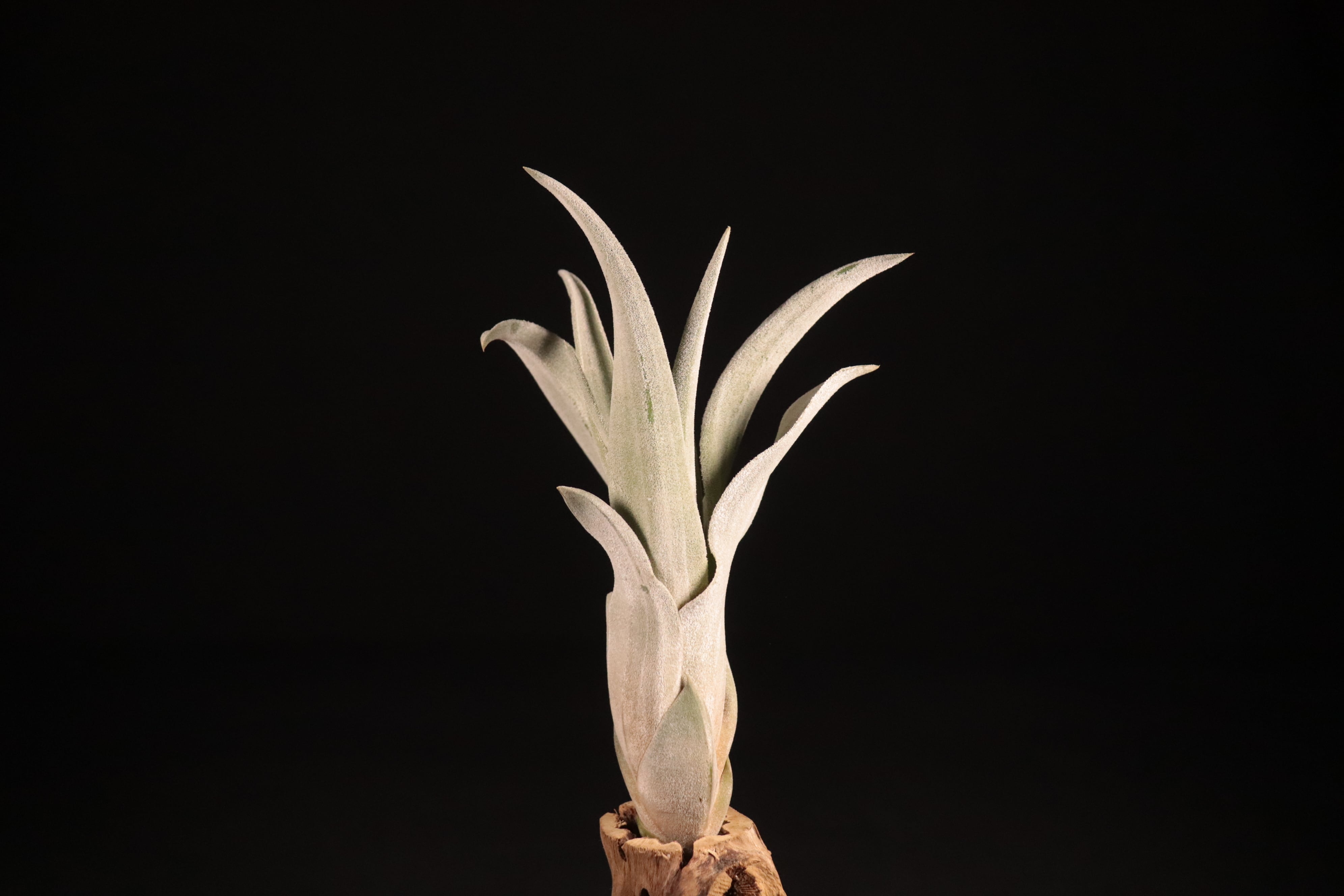 送料無料】'Bea Correale' 〔エアプランツ〕現品発送T4518 | plane plants
