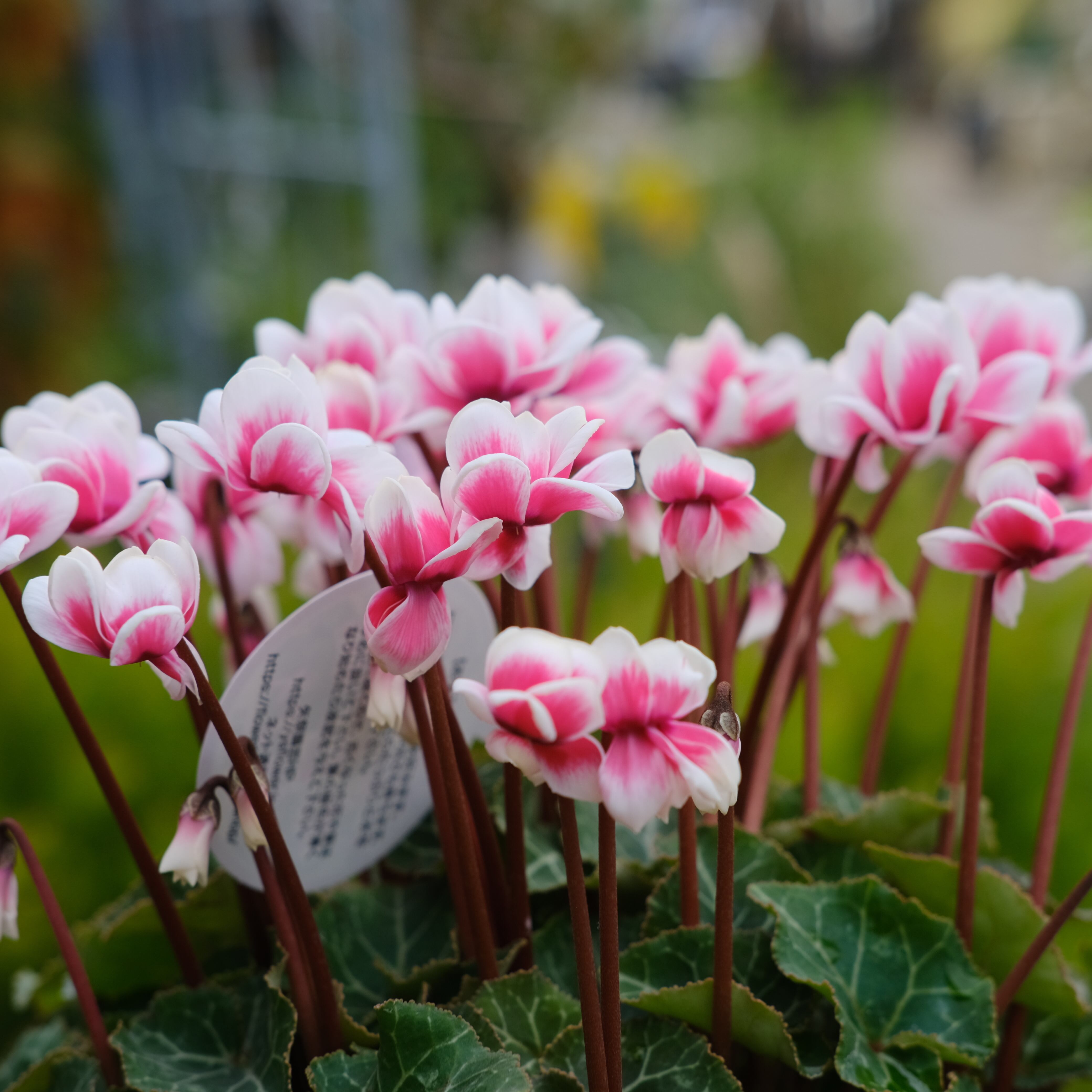 シクラメン チモシリーズ《 ピコティ 八重 》 | グリーンギャラリー