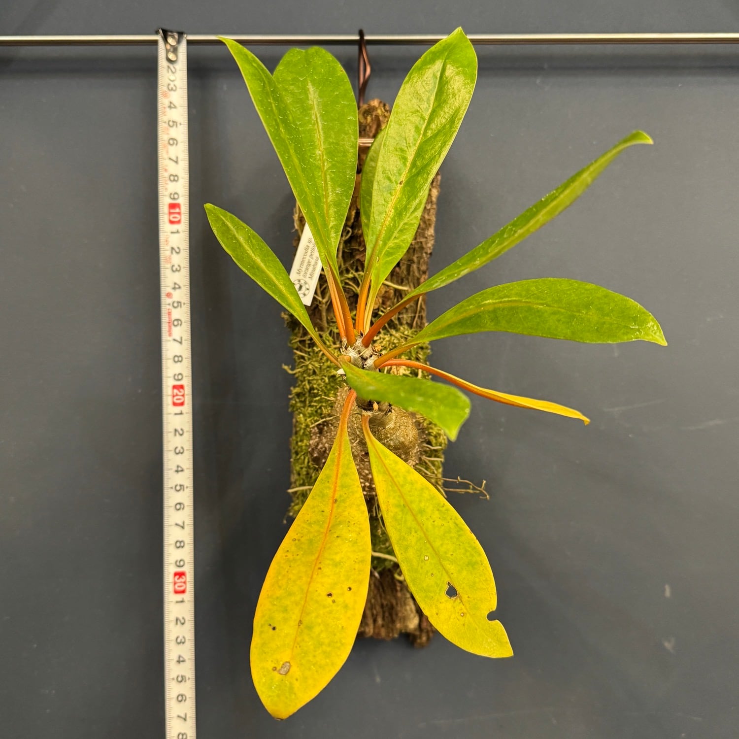 伊藤蟻】Myrmecodia sp. (orange petioles, elongated leaves