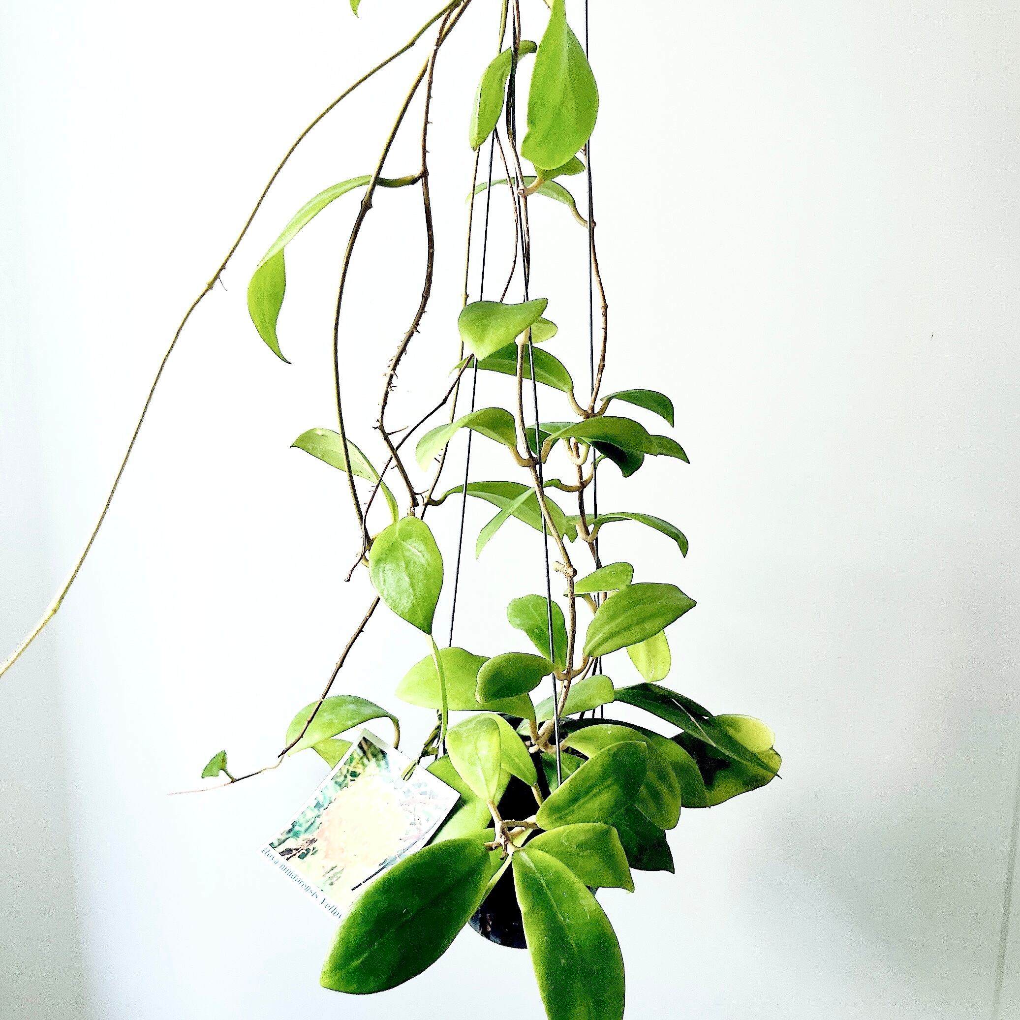 希少｜ホヤ・ミンドレンシス イエロー 観葉植物 吊り下げcalm cafe 希少ホヤコレクション｜Hoya mindorensis 'Yellow'（ホヤ