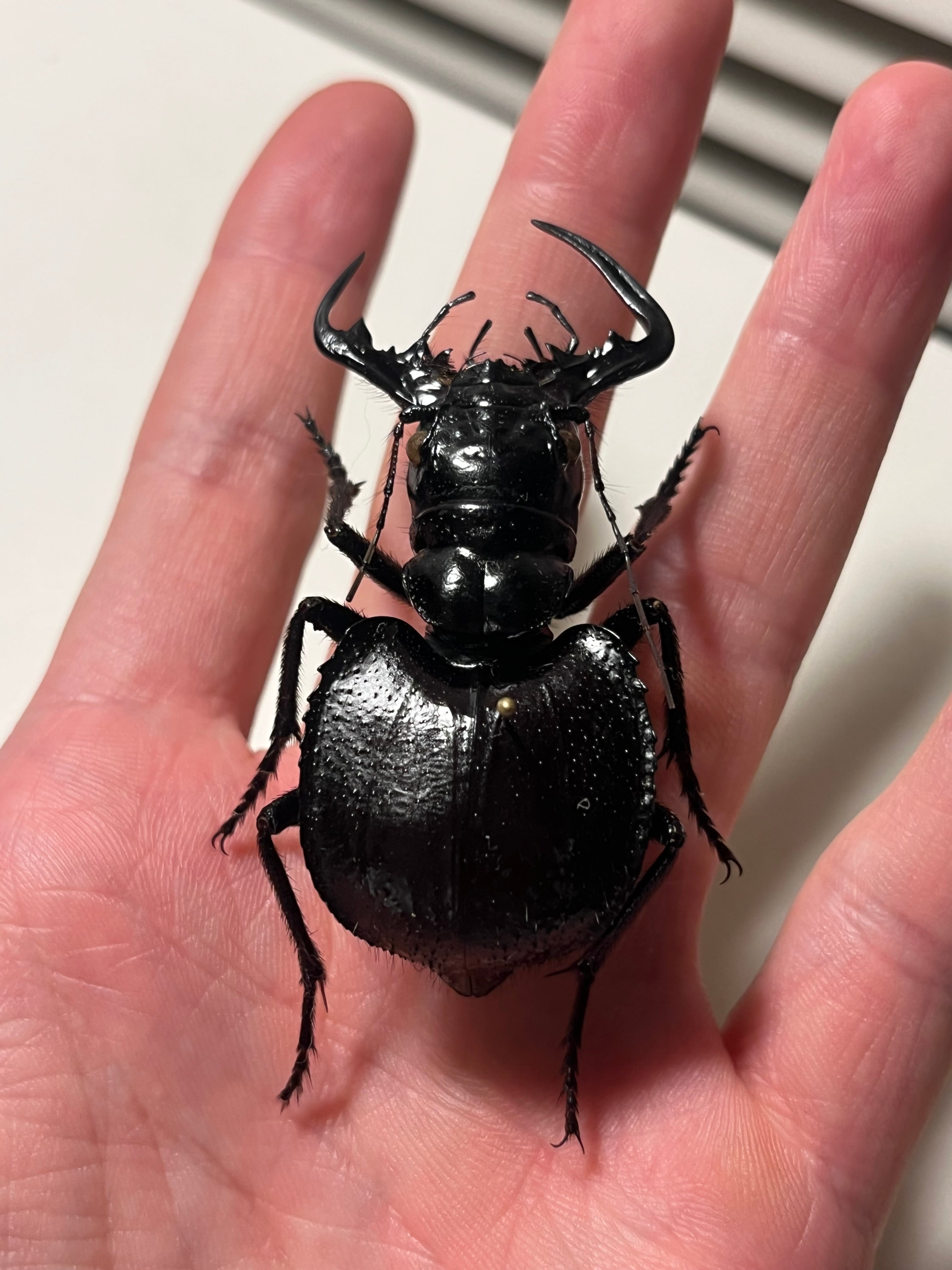 ★昆虫標本★【オオエンマハンミョウ 】ザンビア産（ペア） ☆昆虫標本☆【オオエンマハンミョウ 】ザンビア産（ペア） オオエンマ