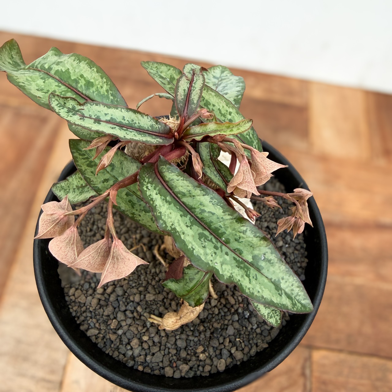 Euphorbia cremersii【ユーフォルビア・クレメルシー】