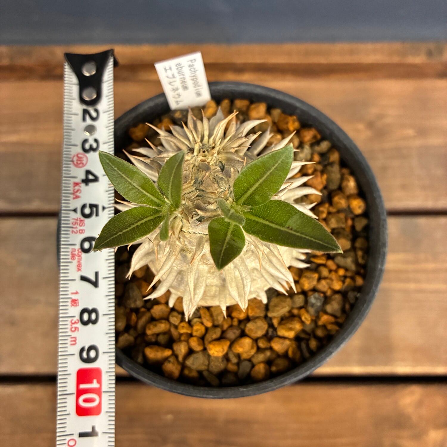 新着3日限定10%OFF】パキポディウム エブレネウム【176】 | PROTOLEAF