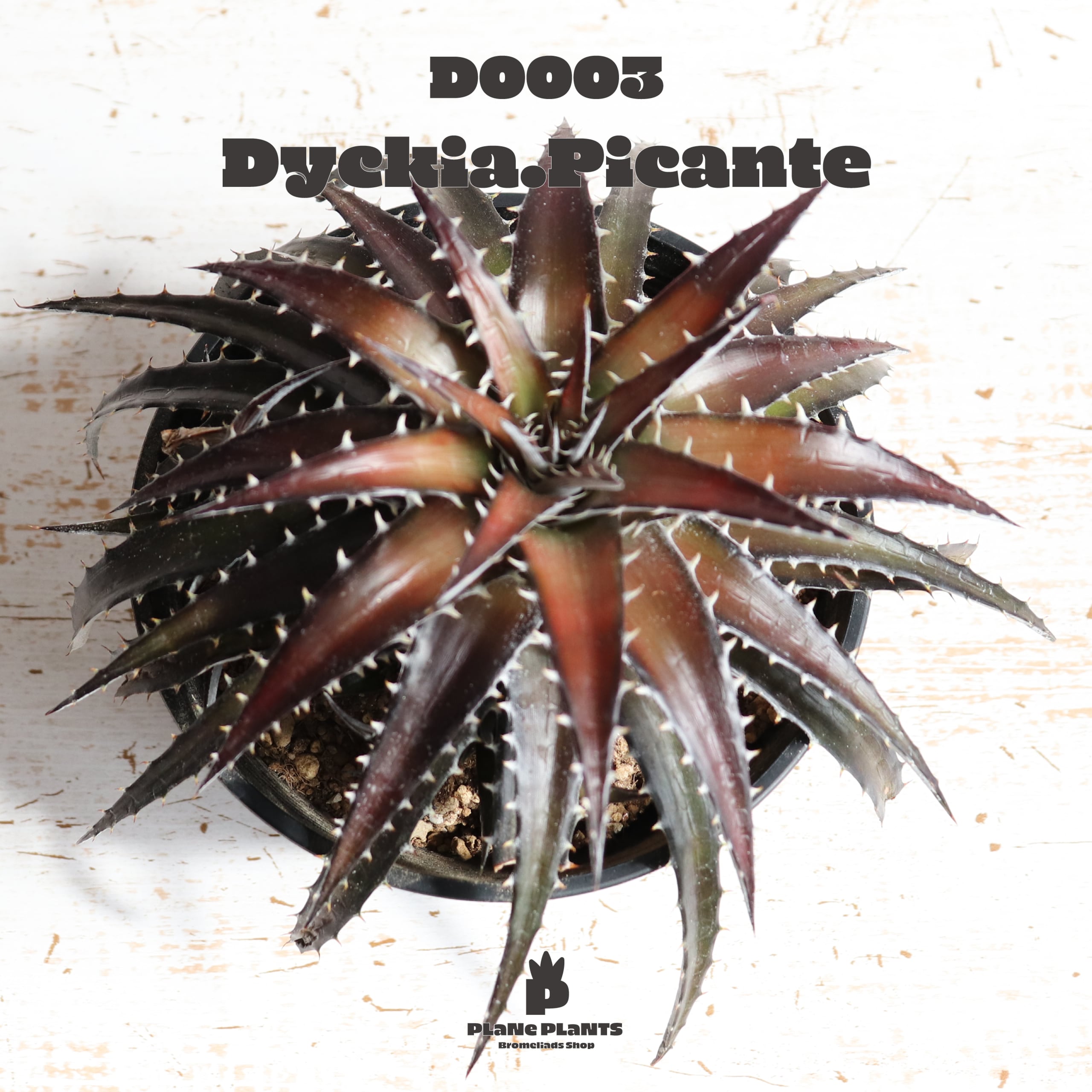 【送料無料】picante〔ディッキア〕現品発送D0003