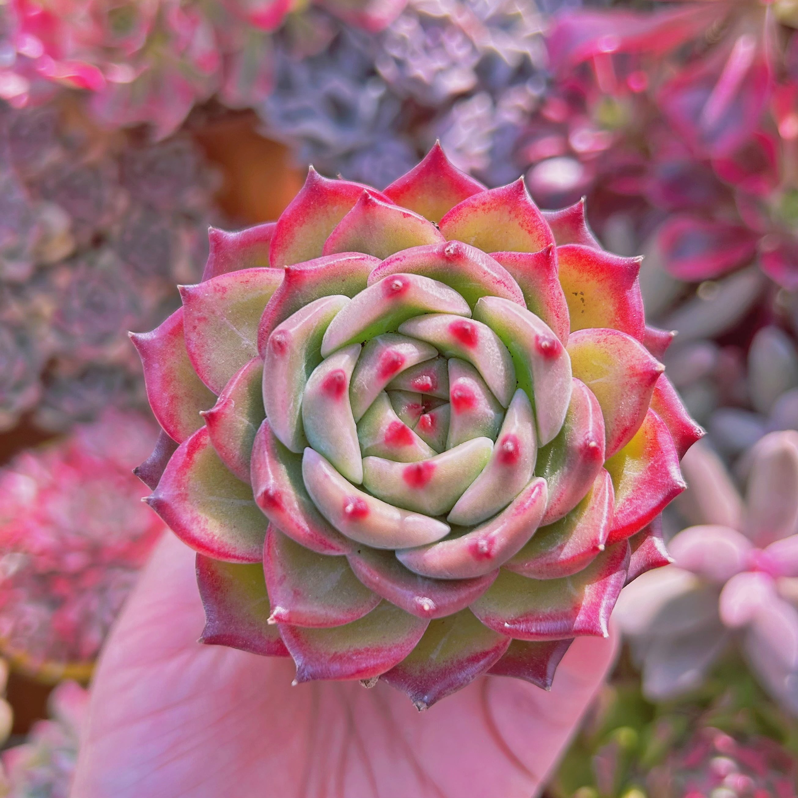 221現物 多肉植物 ホワイトドラゴン | るる農園~多肉植物専門