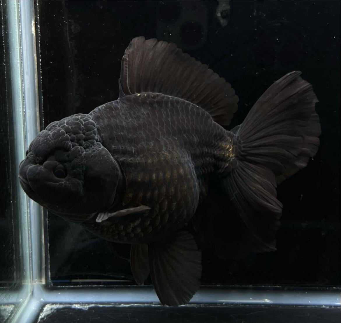 中国産ブラックローズ 当歳 極美漆黒 金魚 オランダローズテール ブラックオランダ No5
