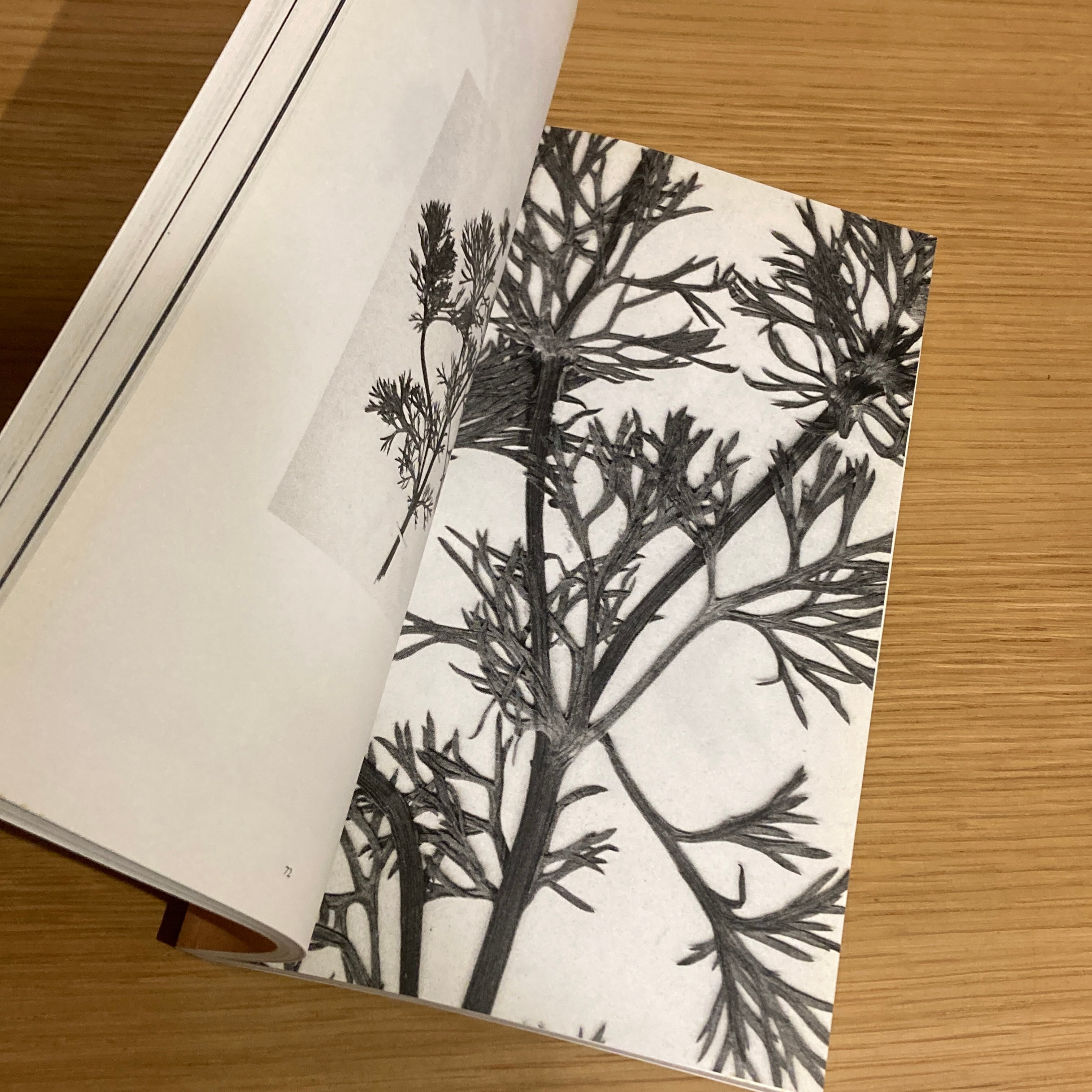 The Politics of Flowers / Terri Weifenbach | 百年