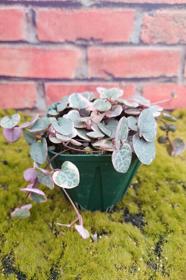 多肉植物 カット苗 稀有 モリモリ 34