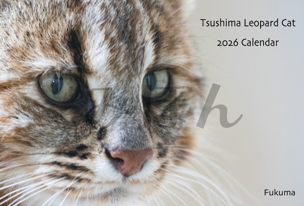 2026ツシマヤマネコ卓上カレンダー | やまねこショップ