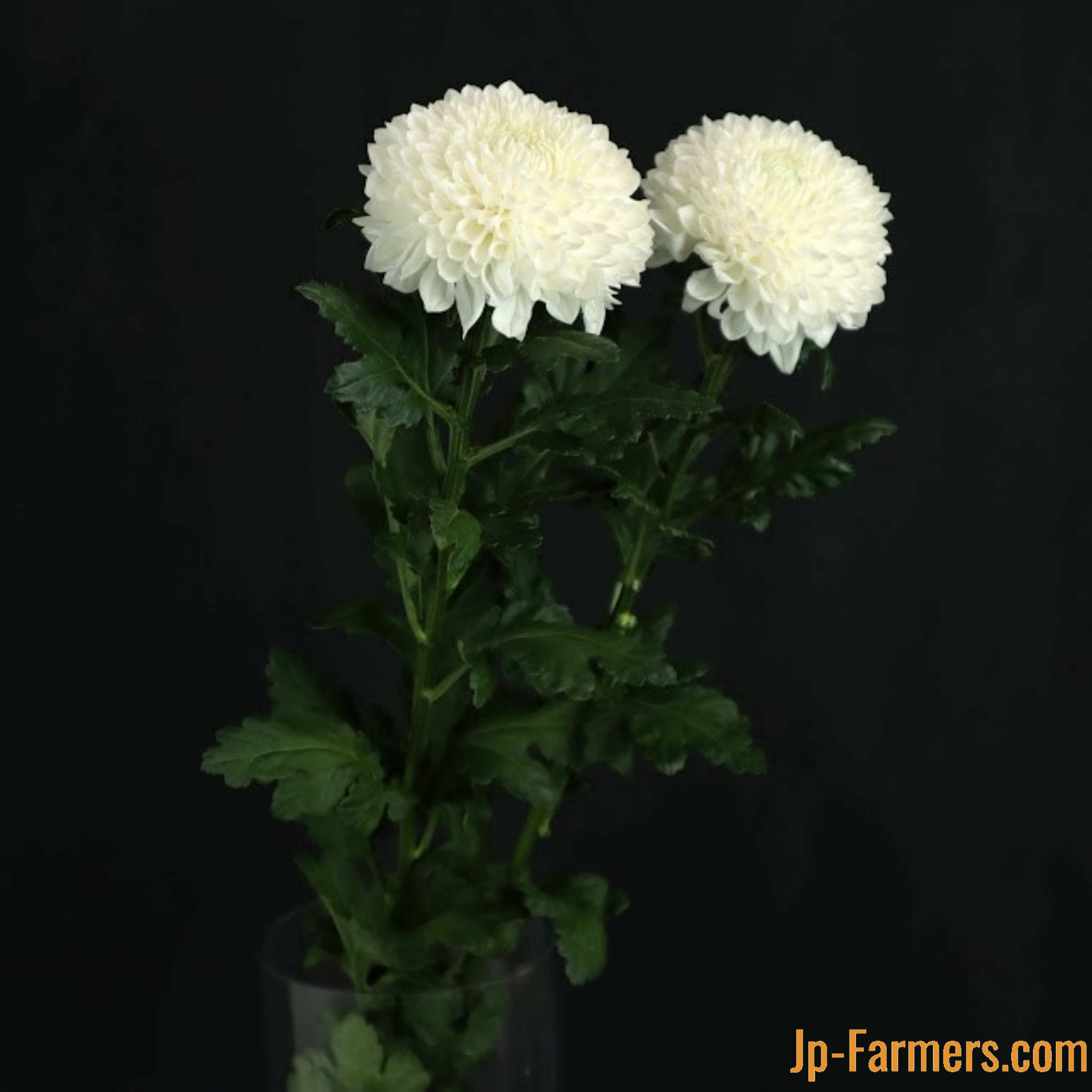 9月9日は 重陽の節句 長寿を願って 菊を飾ろう サイレント 10本 Jp Farmers Com