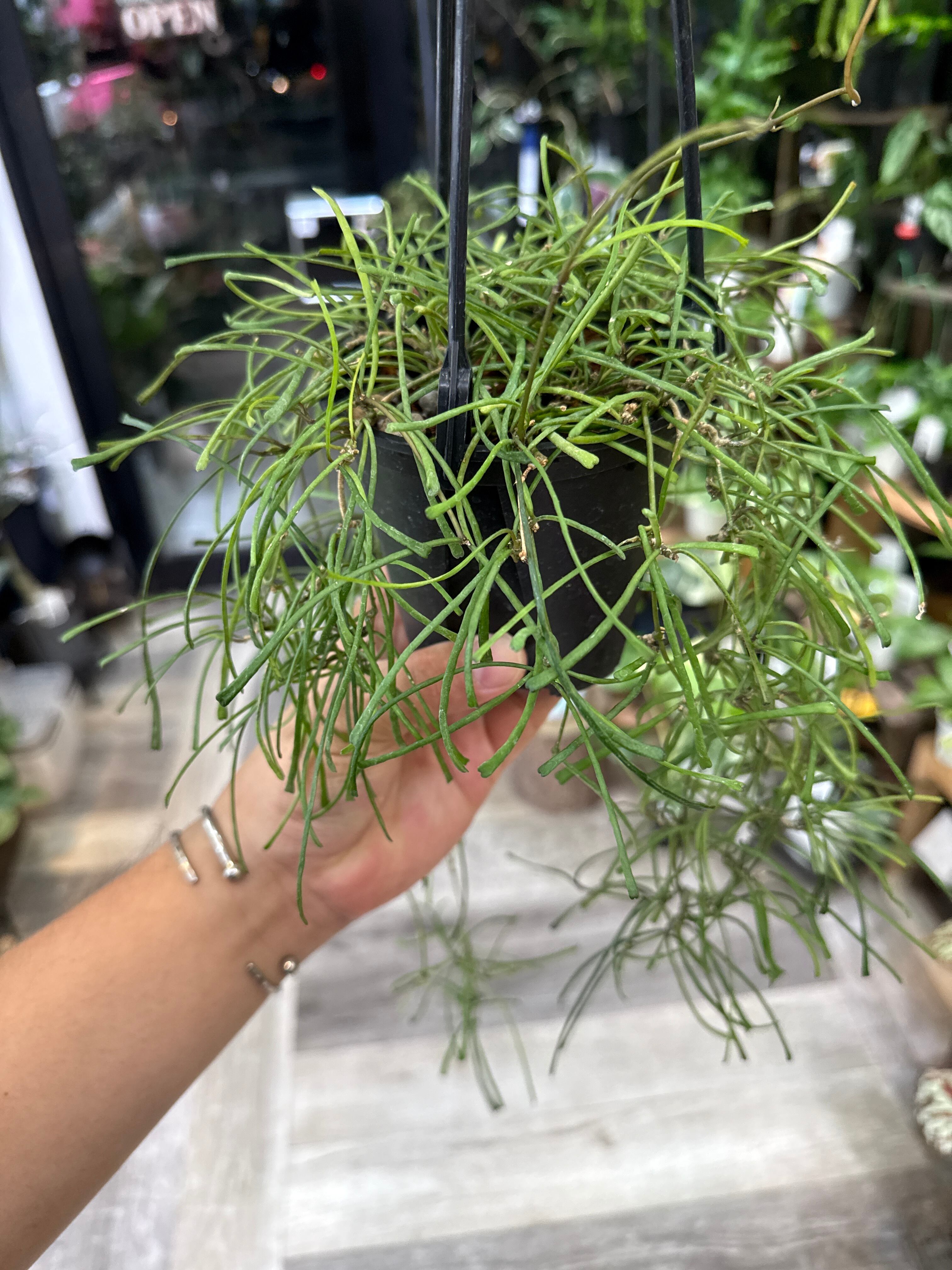 特大 アンスリウム エミネンス 5号 Anthurium aff. eminens |