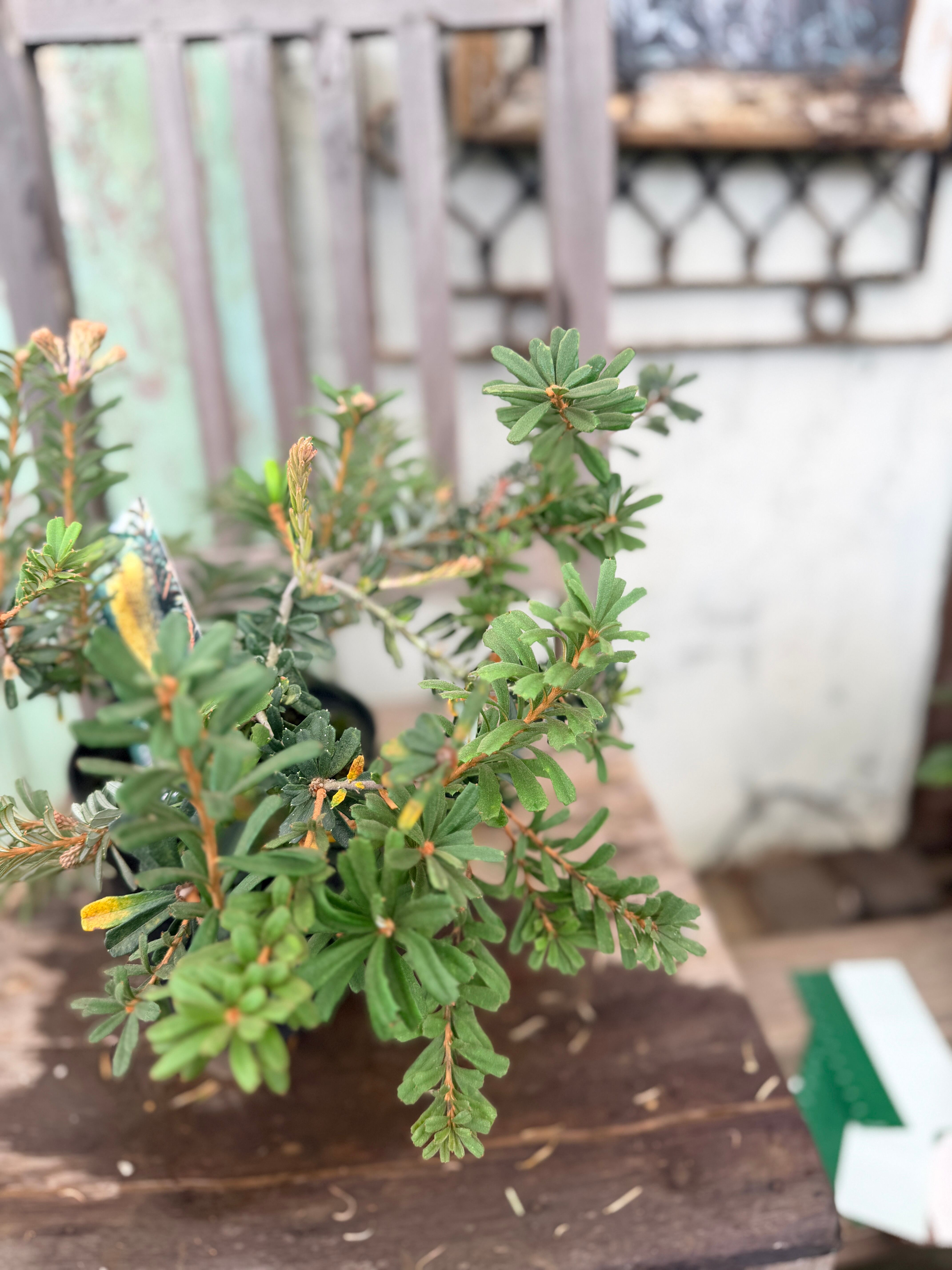 バンクシア マルギナータ ミニマーグ① | 沼ノ上農園