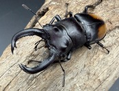 【WD】《セアカフタマタ（パリーフタマタ） 71mm ペア》