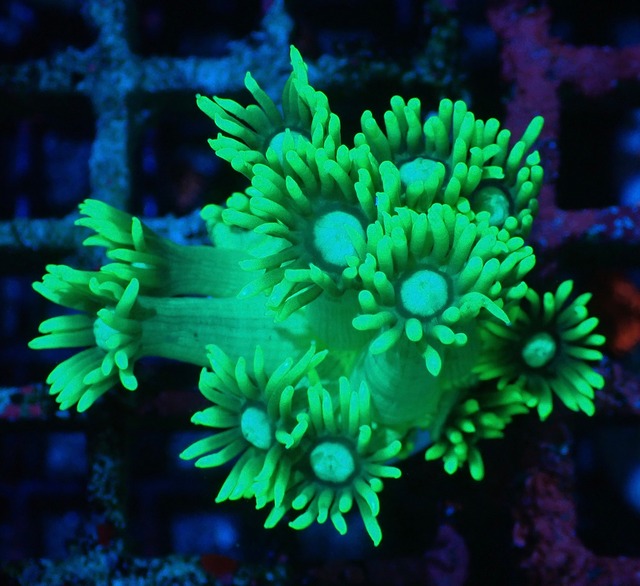 【現地買付】Goniopora Stokesi ToxicFrag 2