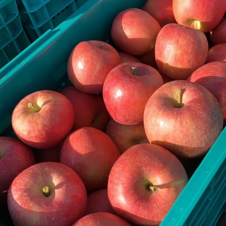 ※送料別　青森県産りんご　大小ふぞろい　5kg(10～20玉)　青森のりんご食べ比べセット　茉莉商店