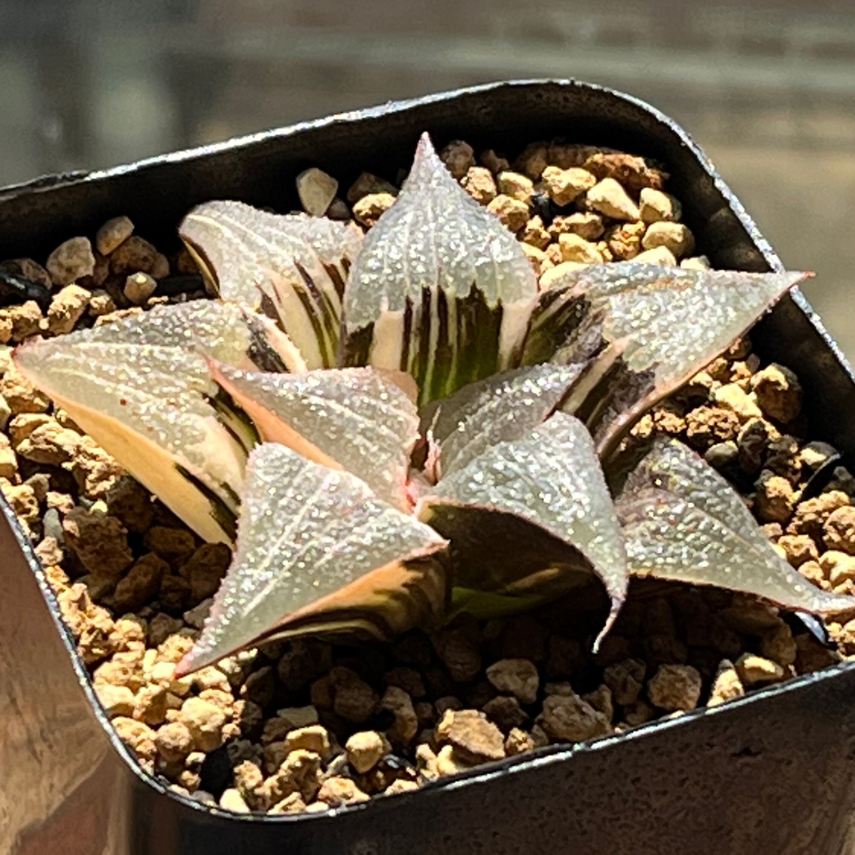 mocono_plants
