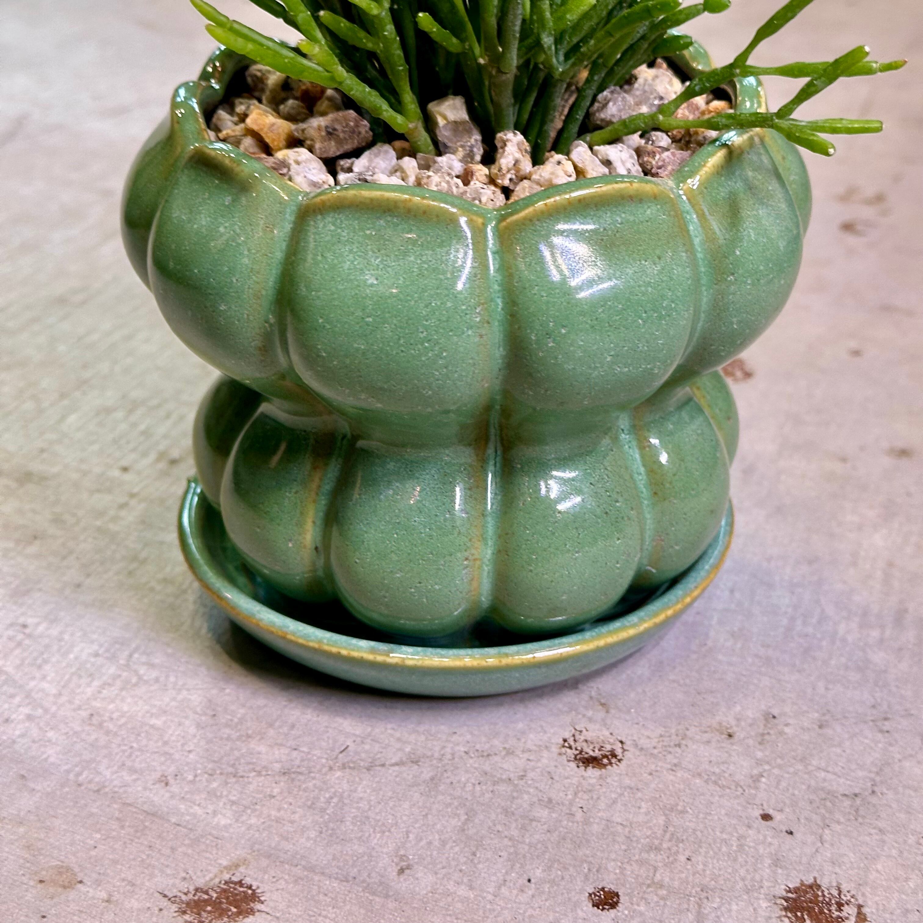 リプサリス・サルコルニオイデス | barrelplants_BONSAI