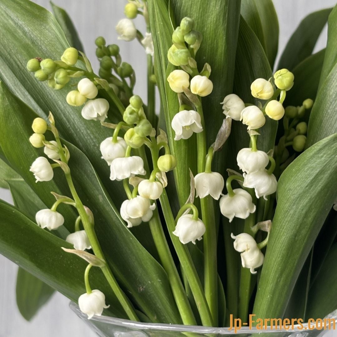 プロテアのドライフラワー③ 1束 （3本） | 新鮮お花問屋 Jp-Farmers.com