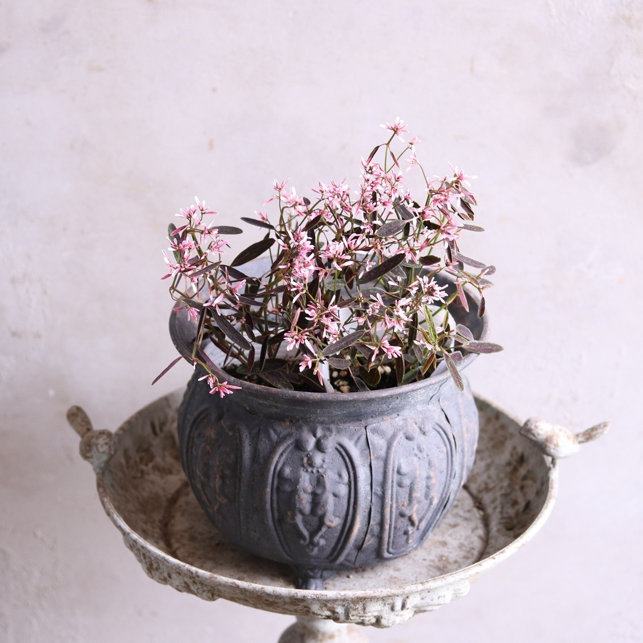 モンディマンシェ　ユーホルビア　ピンクフロスト　寄せ植えに欠かせない｜ピンクのお花　花期が長い　