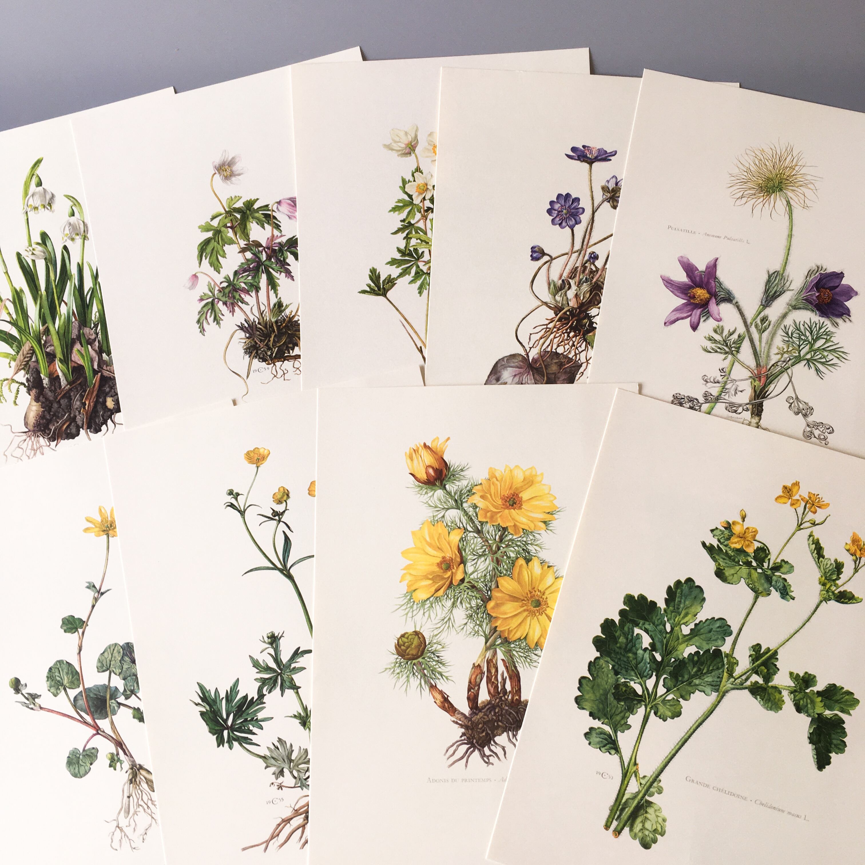 1991年 フランスの葉っぱの植物図鑑 ヴィンテージ Nesage 洋書 Watanegypt Tv