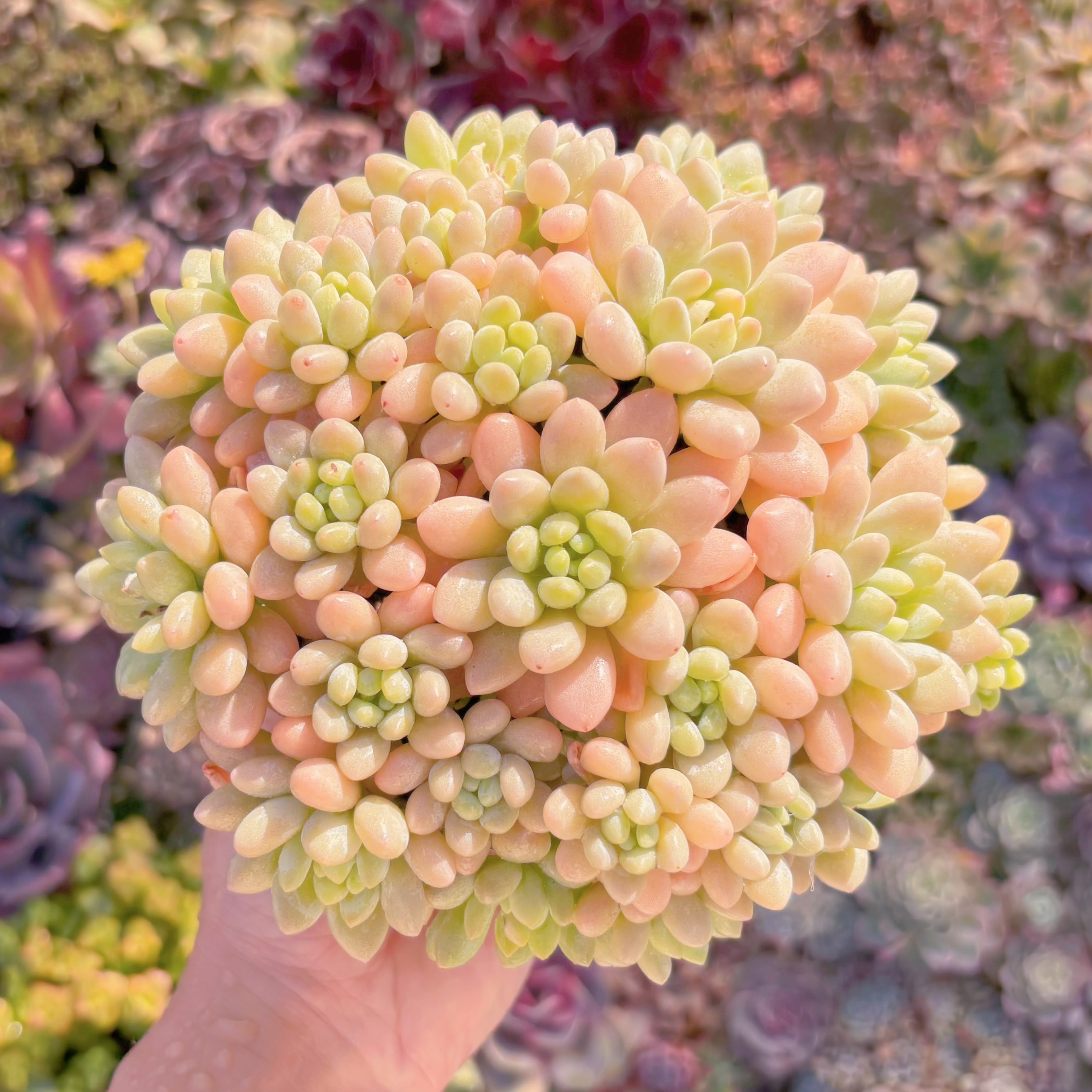 多肉植物　キャビア　大群生　新入荷　るる農園
