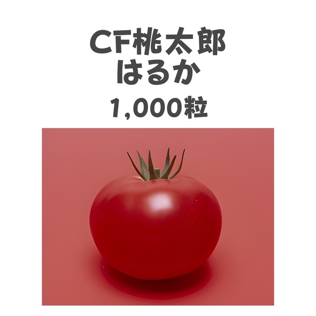 CF桃太郎はるか　トマト種子・1,000粒