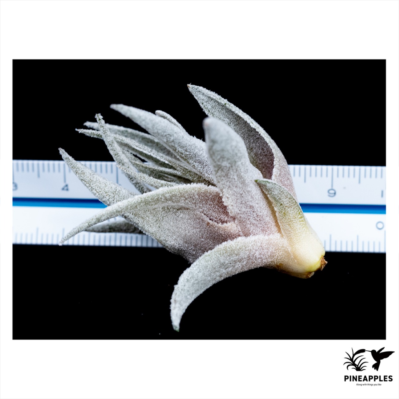 Tillandsia heubergeri (Bahia, Brazil) - 3