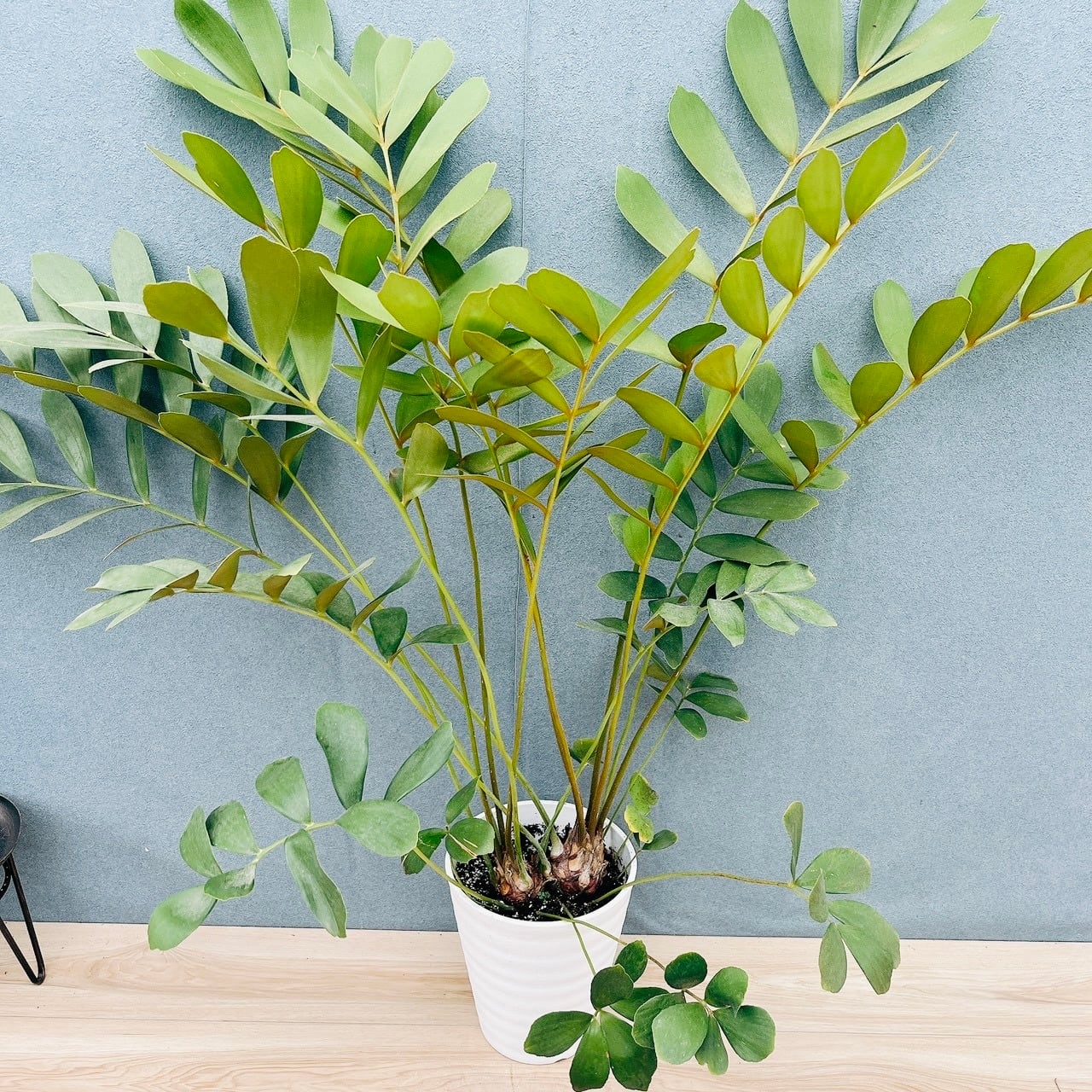 現品］60番 フィカス エラスティカ ソフィア 曲がり 8号 観葉植物 室内