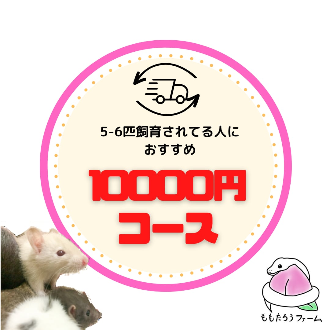 冷凍ラット 70~85g前後 30匹セット 特価 冷凍ラット 70~85g 30