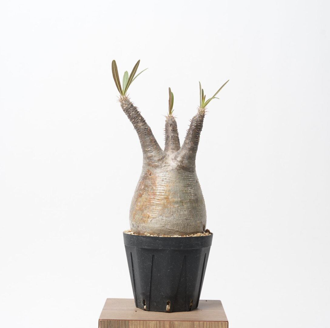 パキポディウムグラキリス24 厳選株】パキポディウムグラキリス/現地球