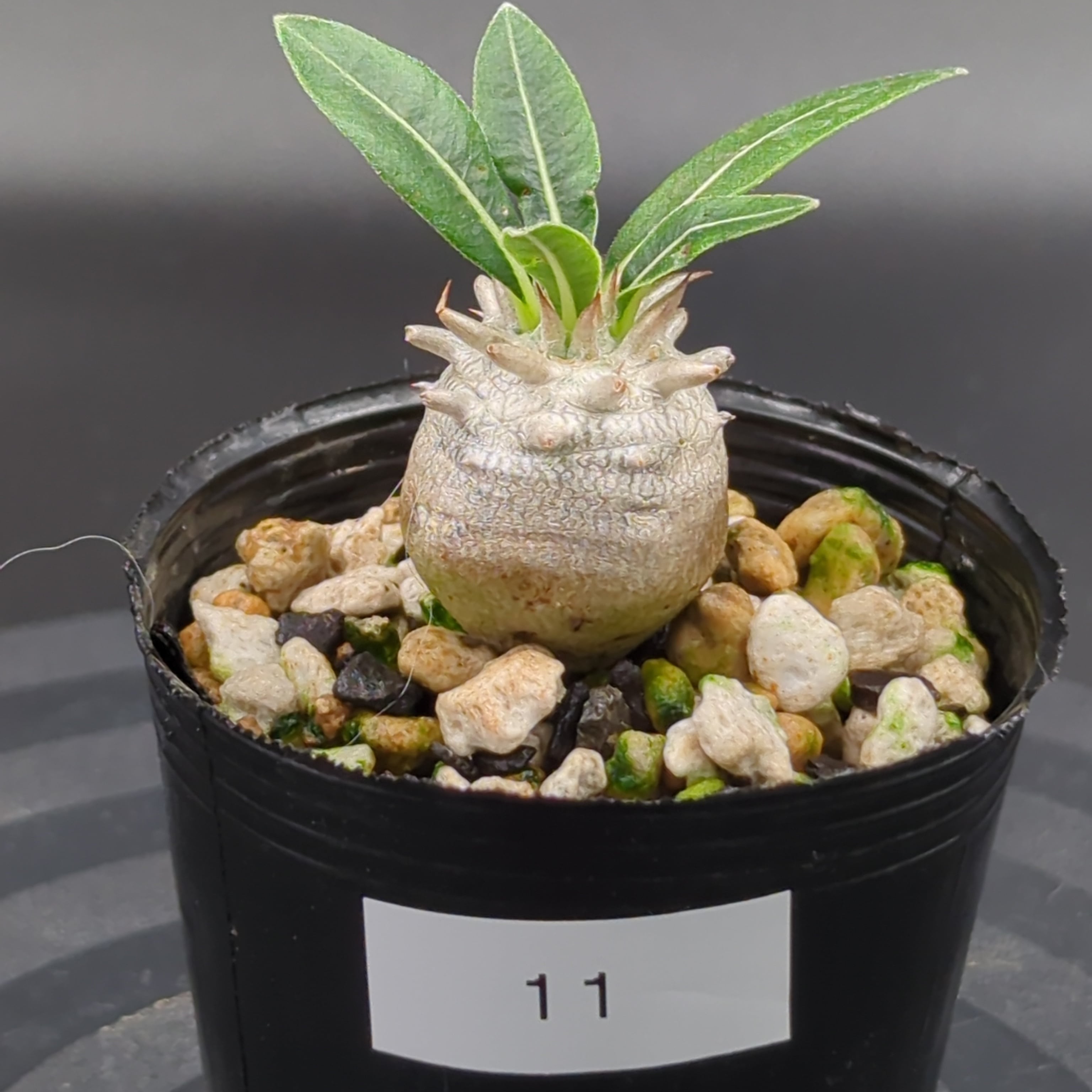 チタノタ アガベ Agave CJ-2 titanota PLANTS産 大株CJ 親株 公式通販