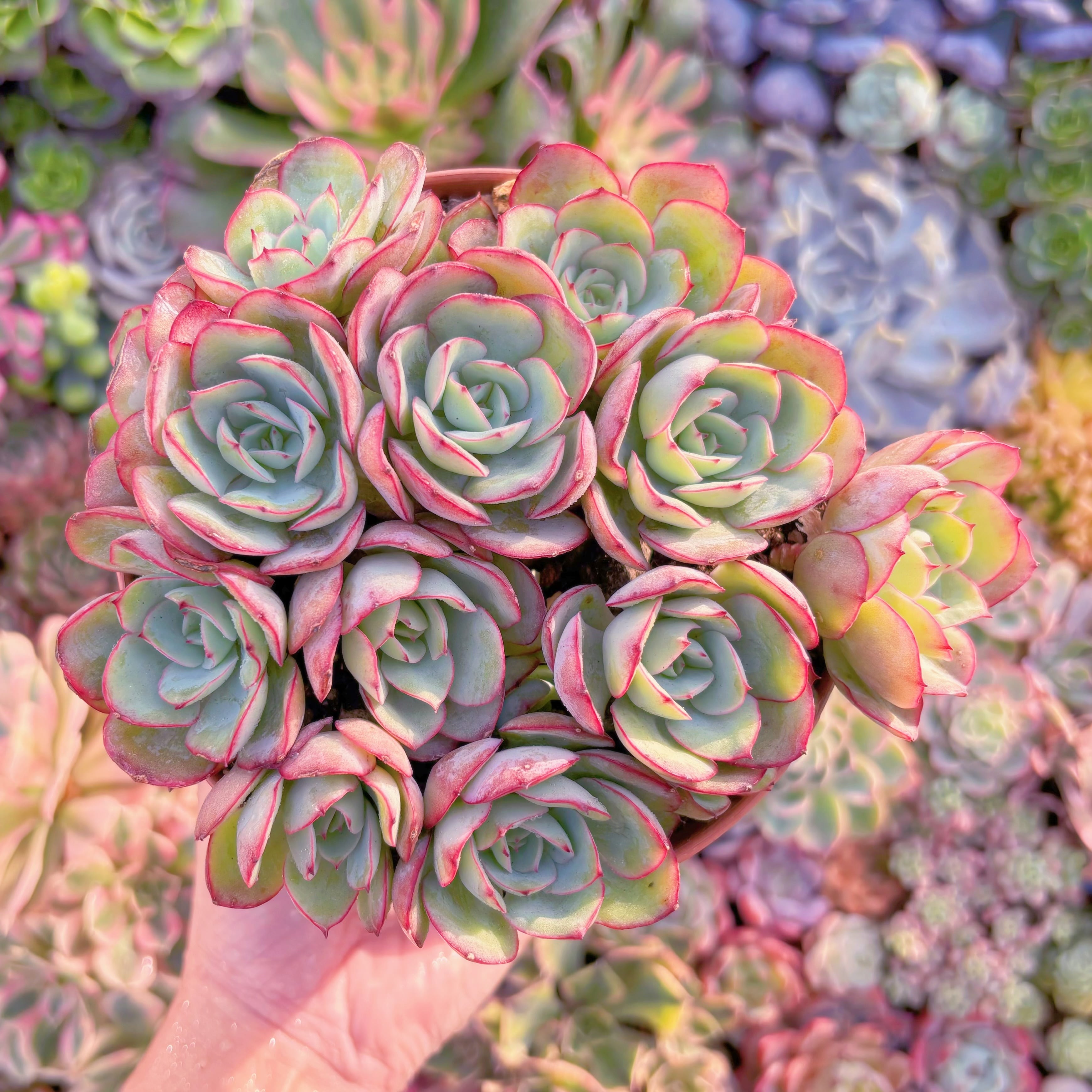 現品　牡丹亭(ぼたんてい)#915　特大群生　美苗　新入荷　るる農園