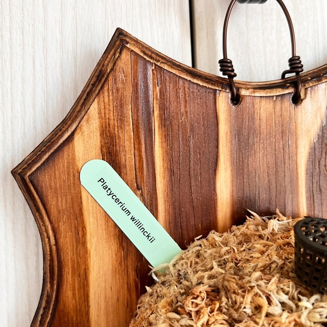 ビカクシダ ウィリンキー 板付 【観葉植物 室内 コウモリラン】