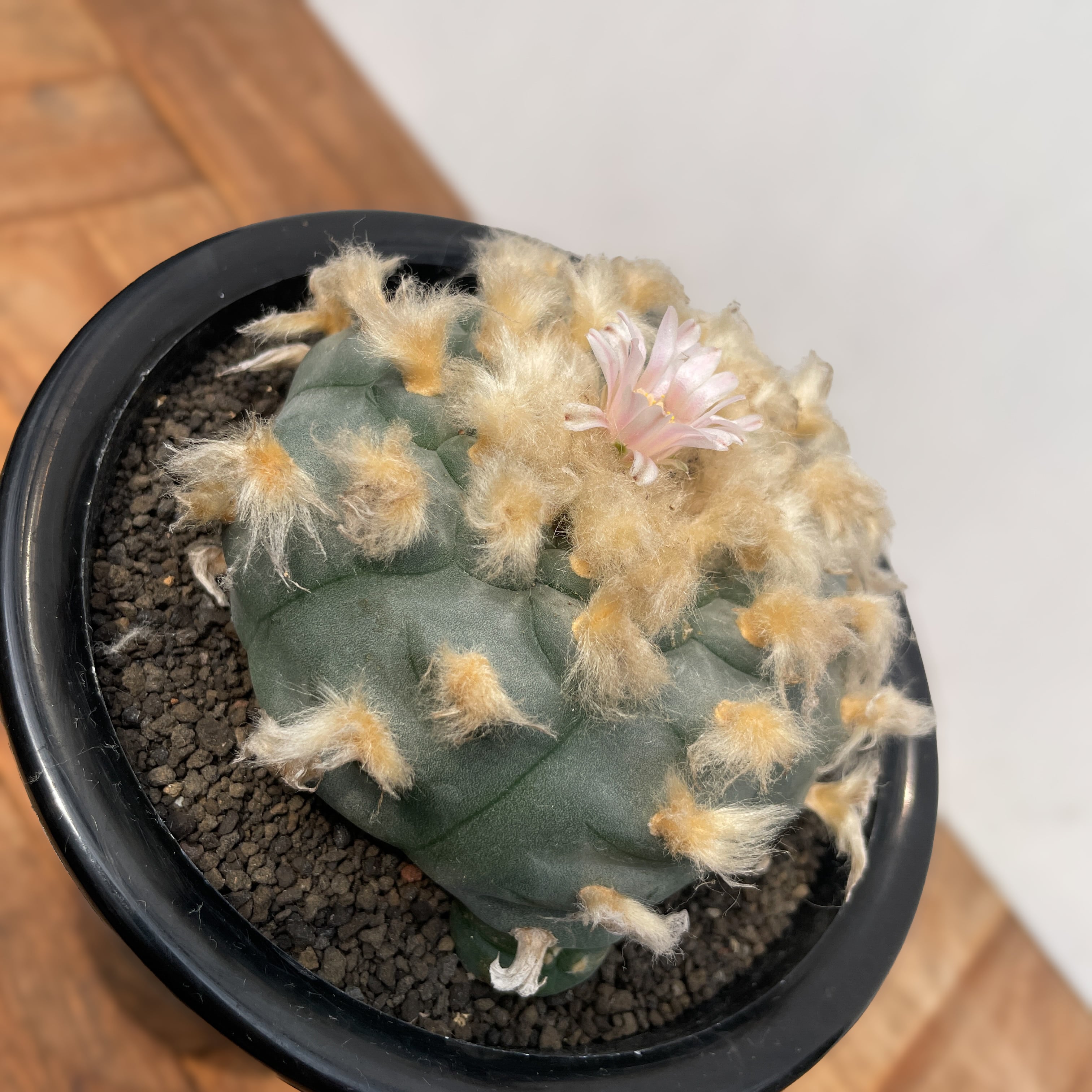 Lophophora williamsii 'texana'【ロフォフォラ・テキサーナ・実生