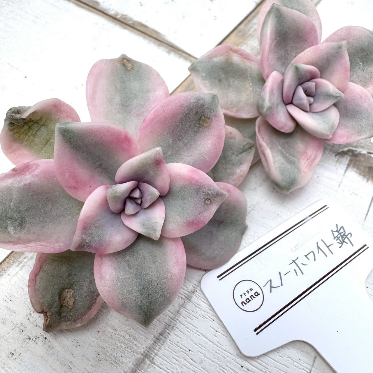 輸入苗】パーフェクトフェアリー｜群生｜多肉植物,寄せ植え,おしゃれ