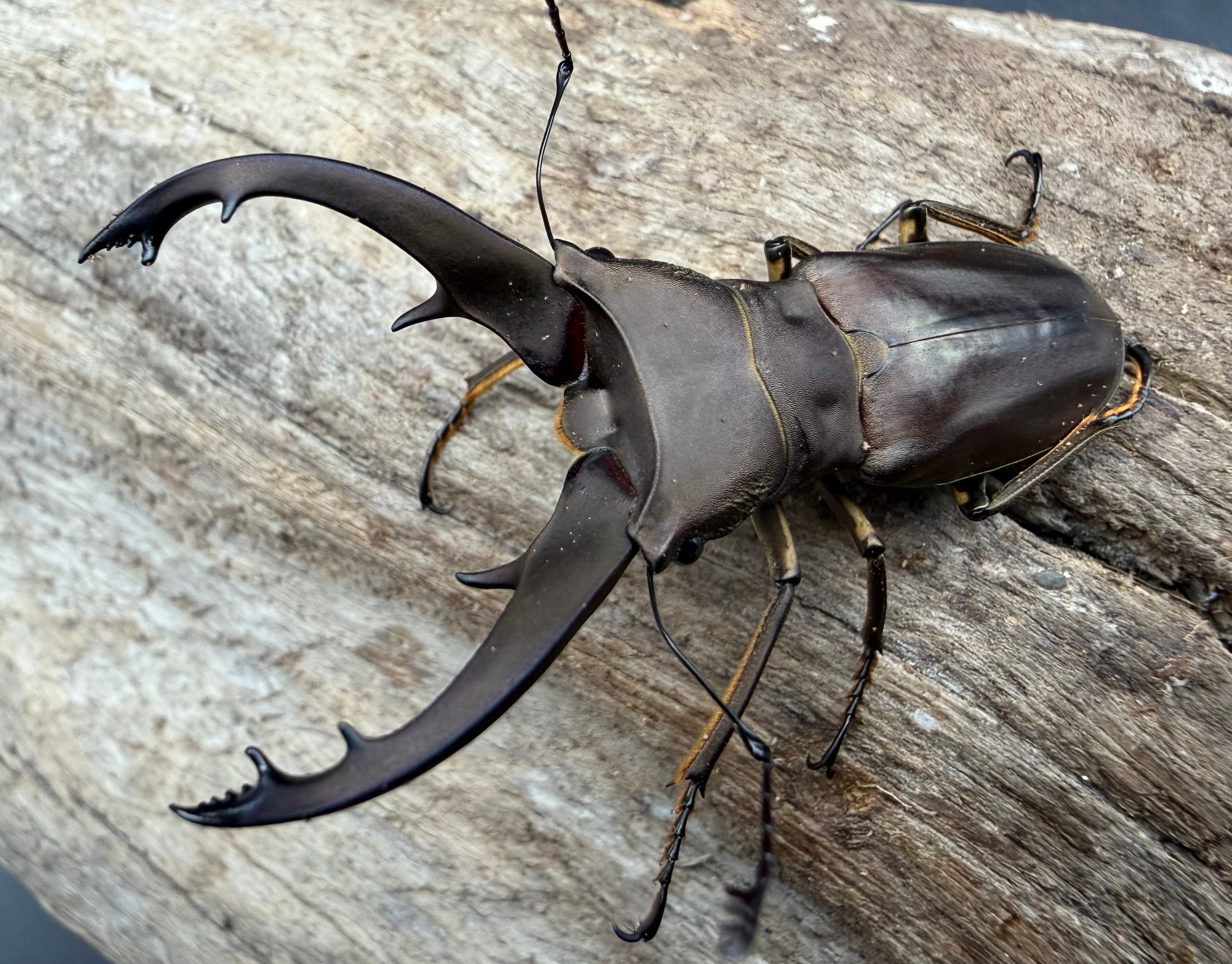 標本】天翅済み《オオキバヘビトンボ 中国産 開翅15cm前後》① | KPW