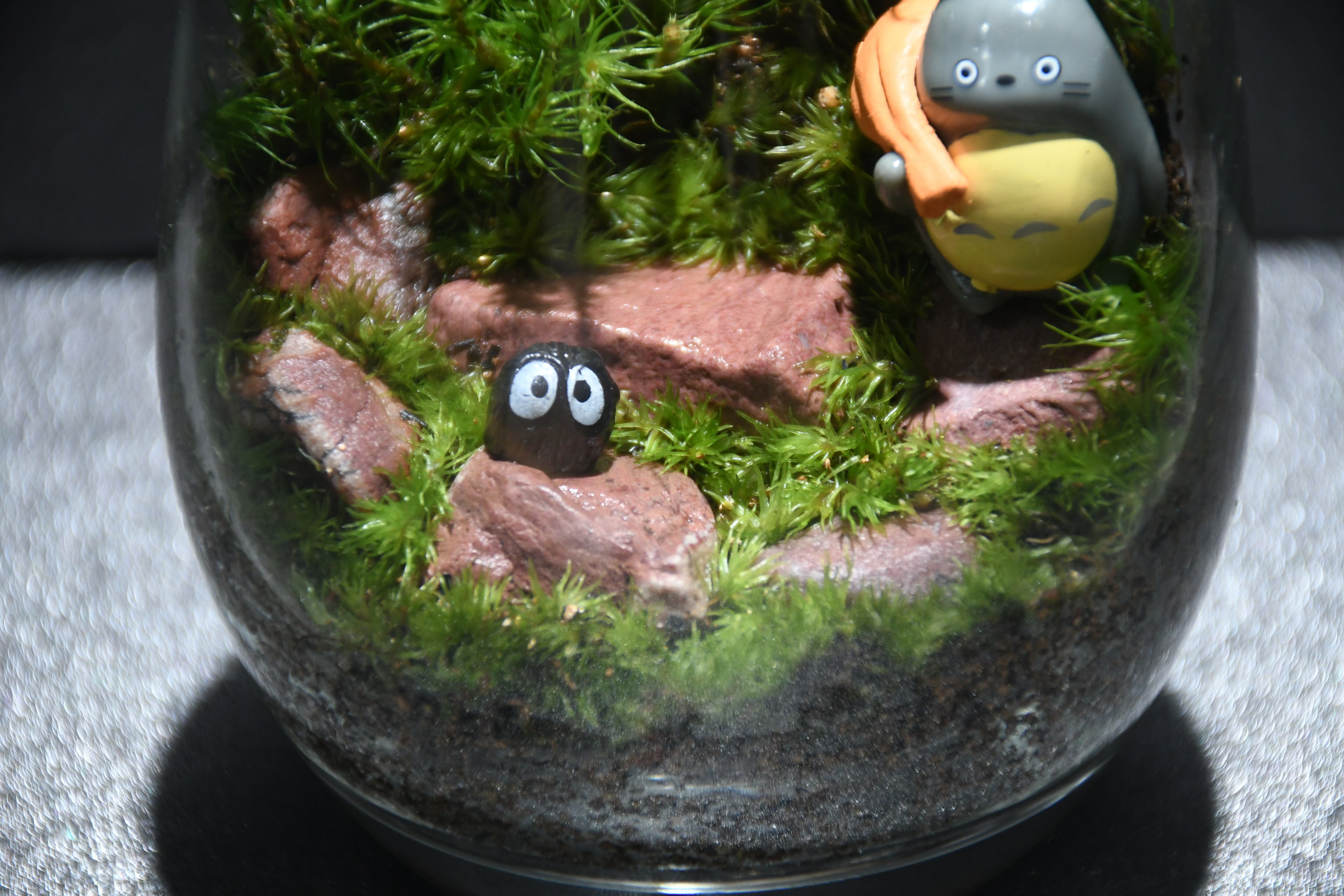 boo28様専用オーダー品 苔テラリウム コケリウム 心癒す我が家の