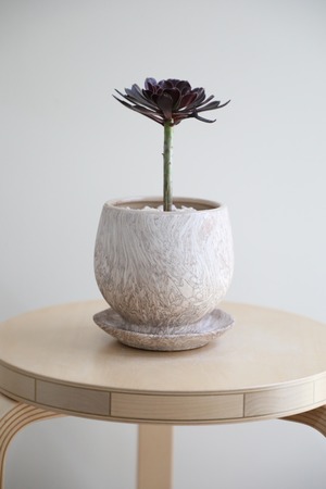 【S】サンシモン/Aeonium arboreum