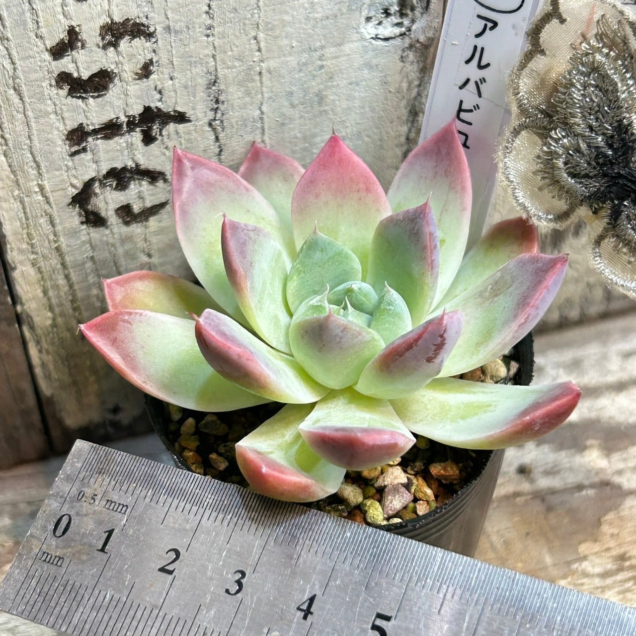 アルバビューティー | RuPo 多肉植物専門店