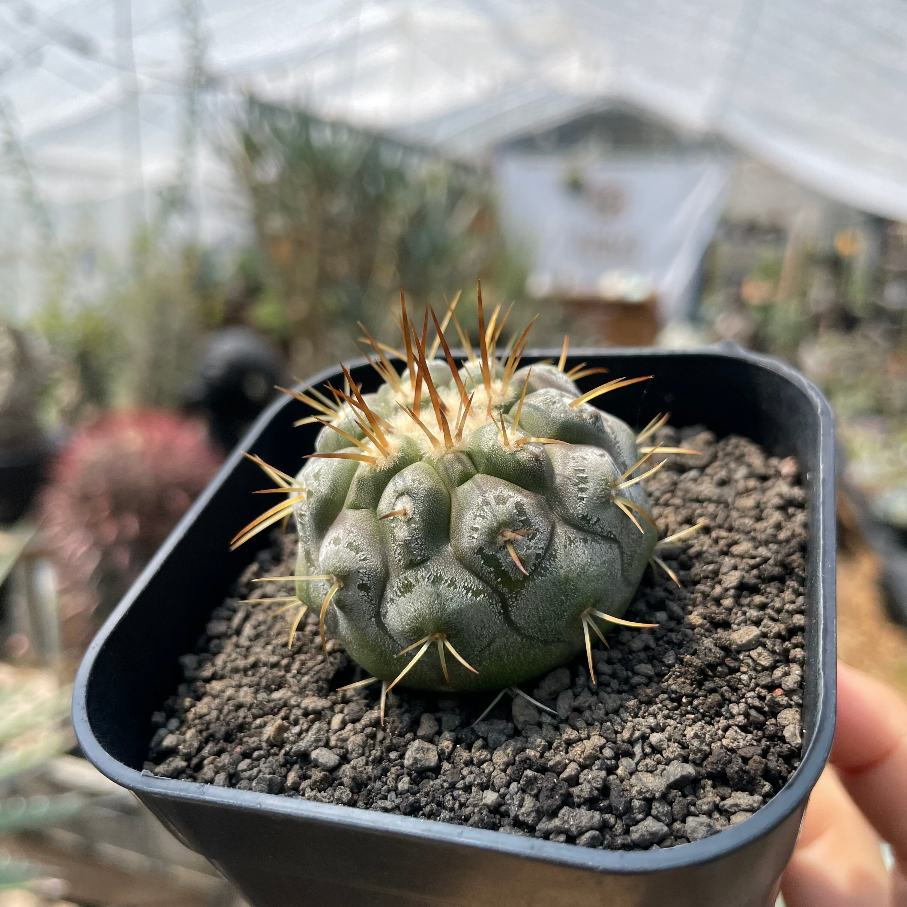 Copiapoa cinerea var. columna-alba【コピアポア・孤竜丸・実生