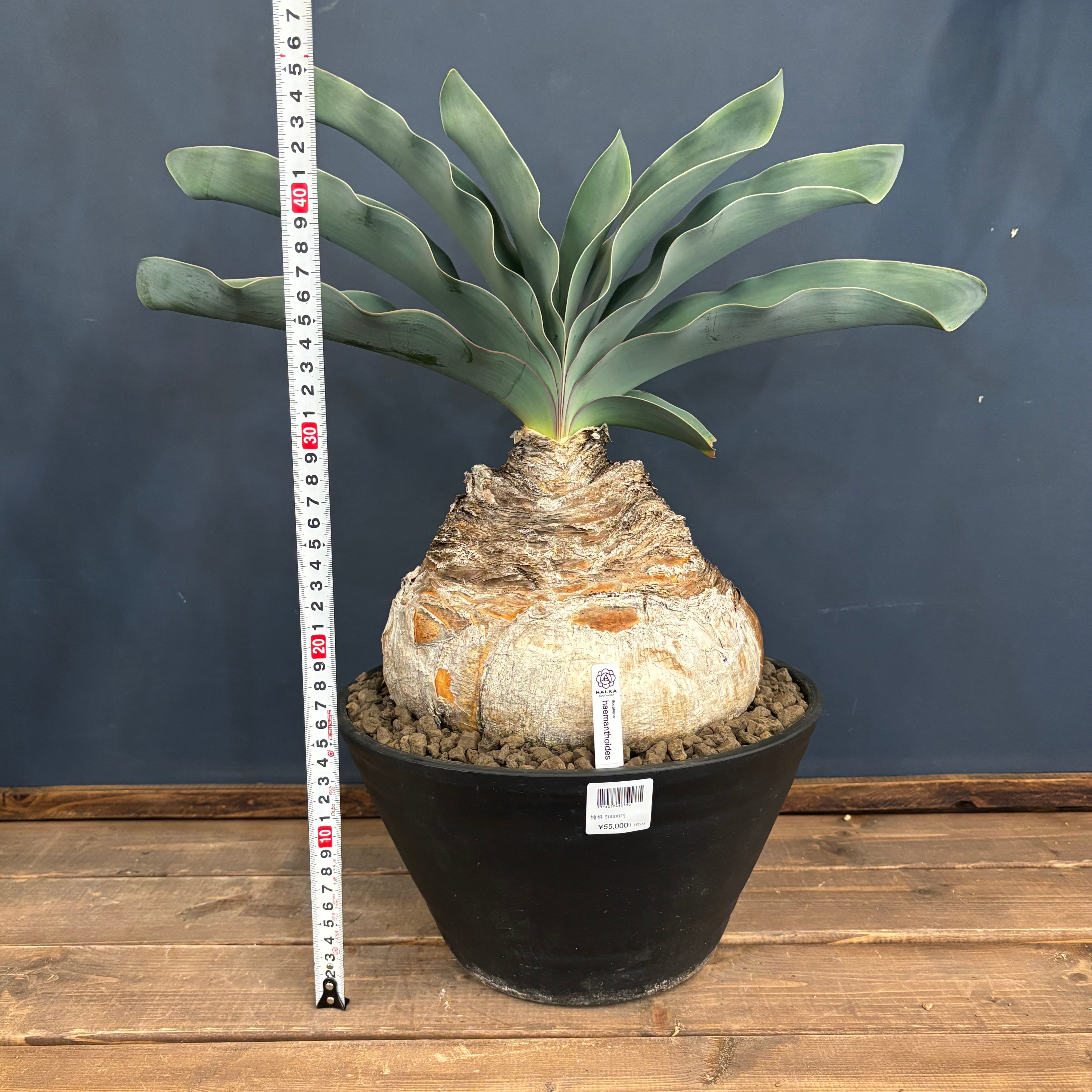 ブーファン ハエマンソイデス【771】 | PROTOLEAF プロトリーフ