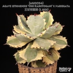 【送料無料】Agave isthmensis 'Ohi Kabutogani' f.variegata 王妃兜蟹錦〔アガベ〕現品発送AG0034