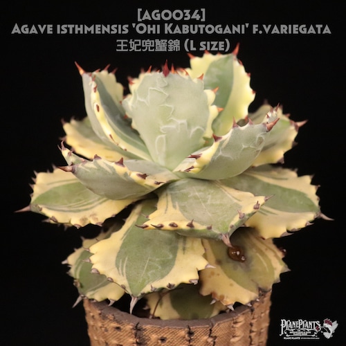 【送料無料】Agave isthmensis 'Ohi Kabutogani' f.variegata 王妃兜蟹錦〔アガベ〕現品発送AG0034