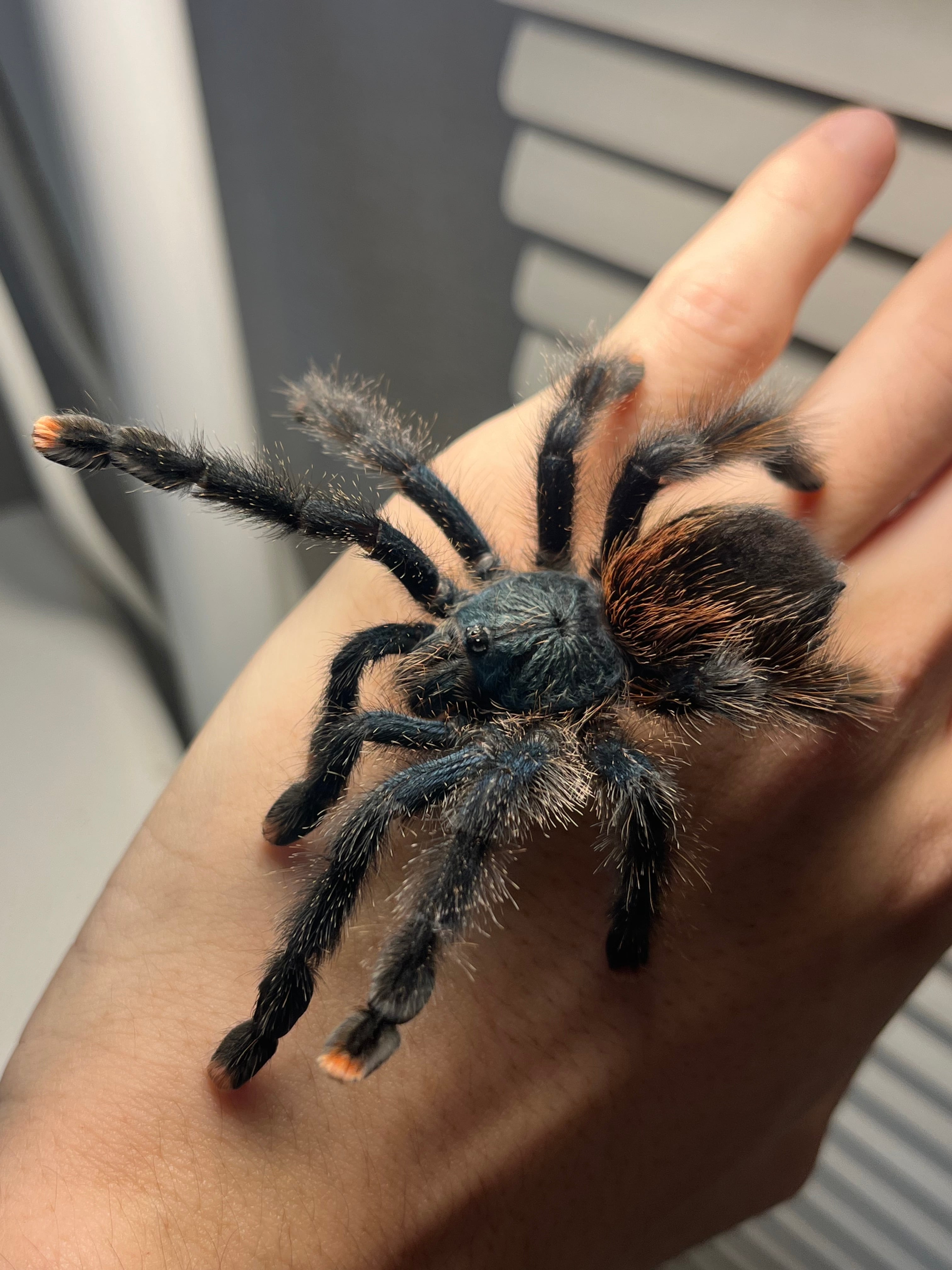 ツリースパイダー(新大陸) | オモニキチュウ