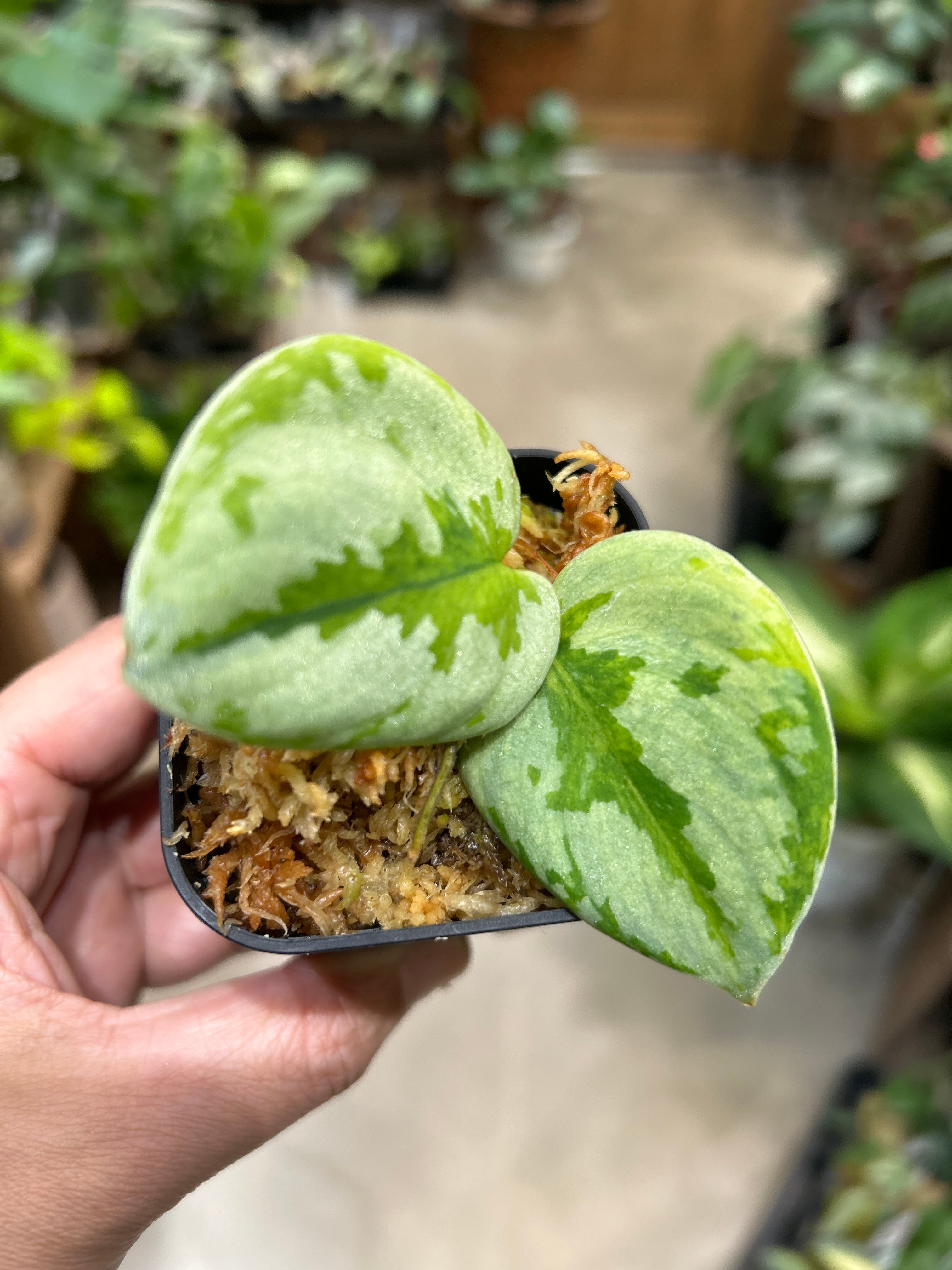 S19 スキンダプサス バクダパティ | MIDORIYA 観葉植物専門店
