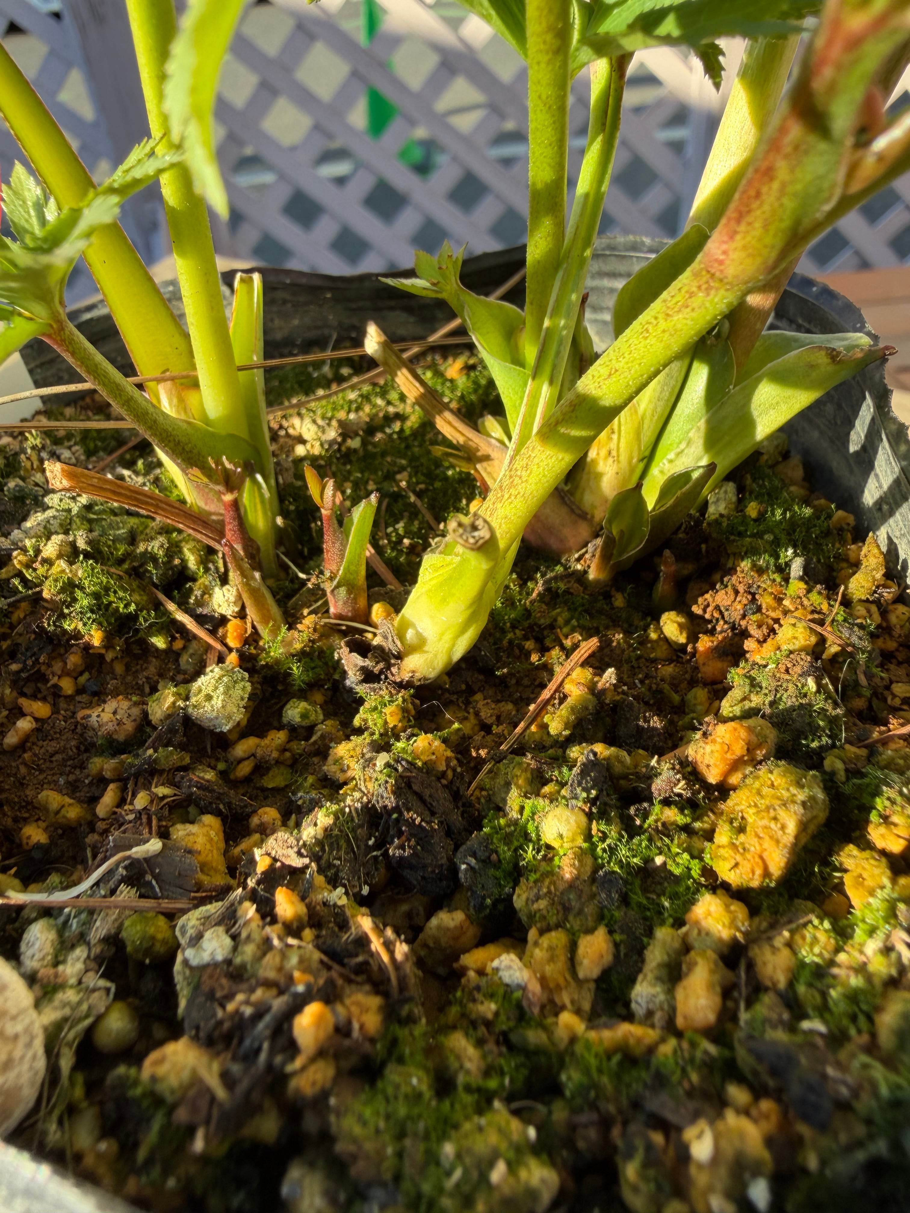 プチドール ホワイト 横山園芸 クリスマスローズ【Yo06】送料無料