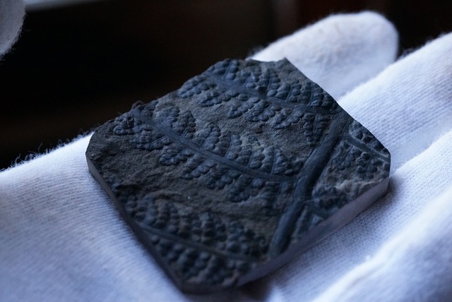 シダ化石 Pecopteris sp.