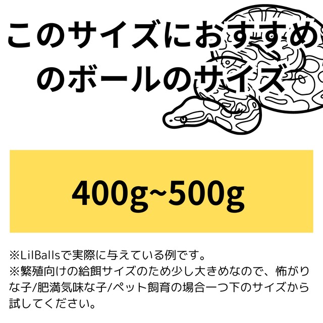 Momoka様専用：ヤングラットS【5匹セット】
